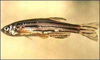 Zebrafish genes are similar to humans