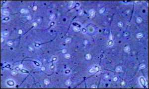 Male biological clock is ticking