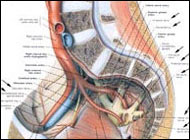 New mechanism explains how the body prevents formation of blood vessels
