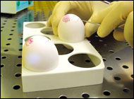 Low-dose Glaxo bird flu vaccine seen ready in 2007