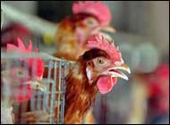 Bird flu can't spread easily in humans