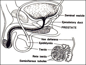 Benign PROSTATIC Hyperplasia