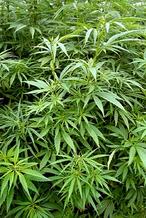 Long-Time Cannabis Use Associated With Psychosis 
