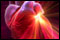 Optimism about heart risks may be a good thing