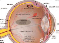 Statins may slightly raise aging eye disease risk