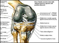 Healthy meniscus important in knee arthritis