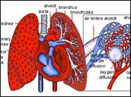 Vitamin D keeps lungs healthy