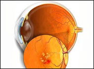 Yellow pigment that sits on the retina focus of macular degeneration research