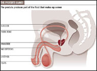 The Prostate Gland