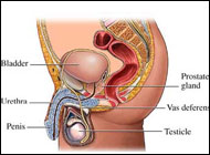 PROSTATE cancer