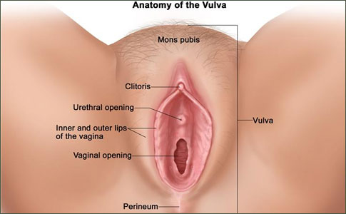 Anatomy of the vulva. The vulva includes the mons pubis, clitoris, urethral opening, inner and outer lips of the vagina, vaginal opening, and perineum.